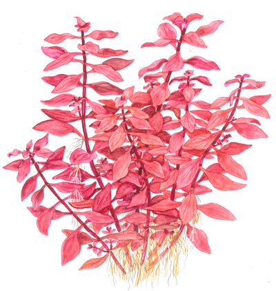 Ludwigia palustris 'Super Red'