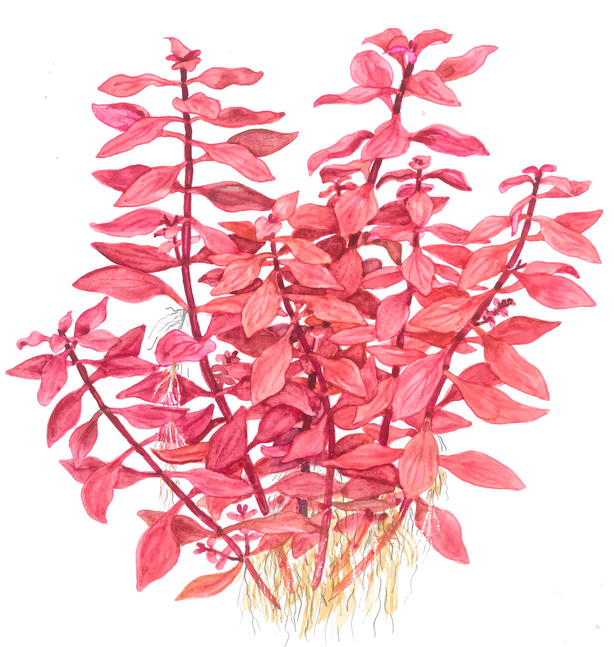 Ludwigia palustris 'Super Red'