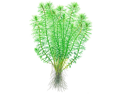 Myriophyllum sp. 'Guyana'