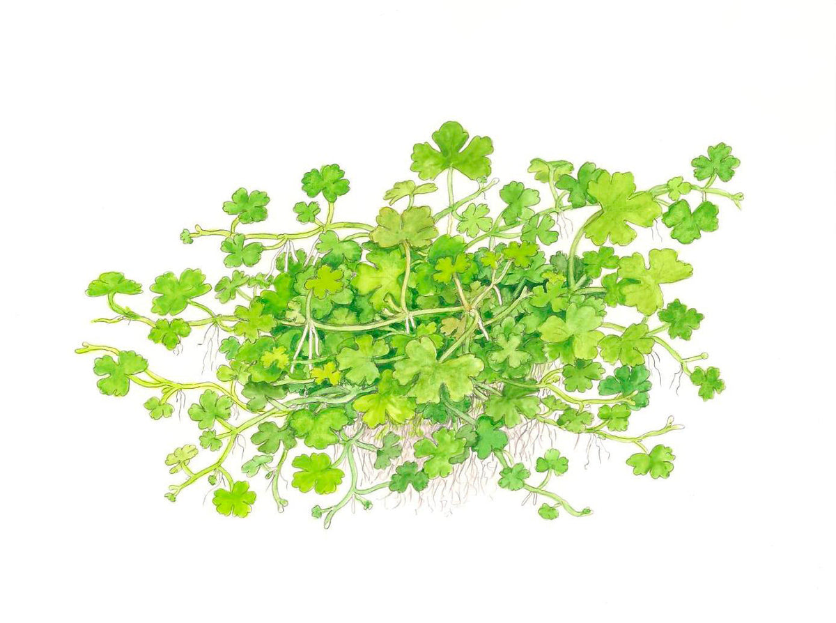 Hydrocotyle tripartita