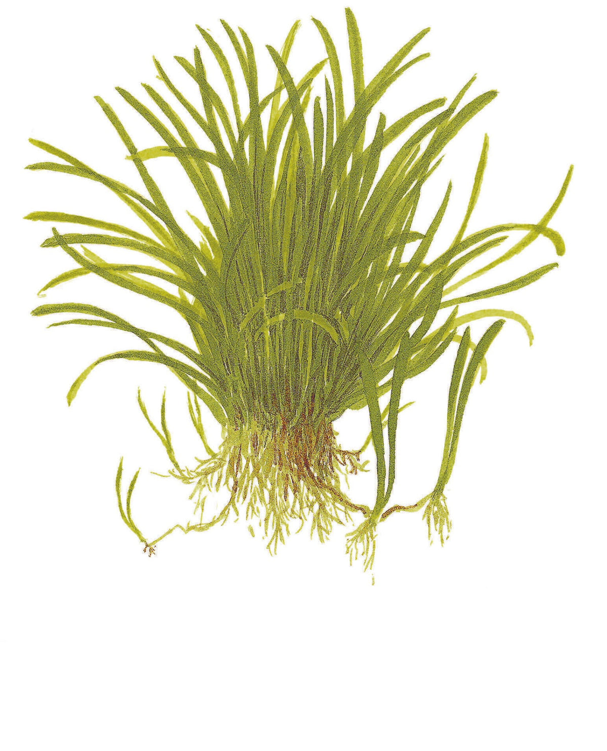 Lilaeopsis brasiliensis