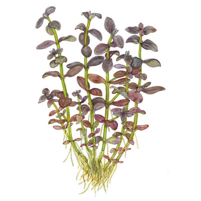 Bacopa salzmannii 'Purple'