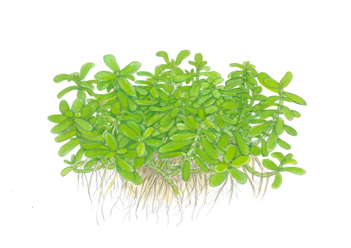 Bacopa monnieri 'Compact'