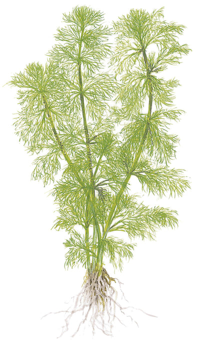 Limnophila aquatica