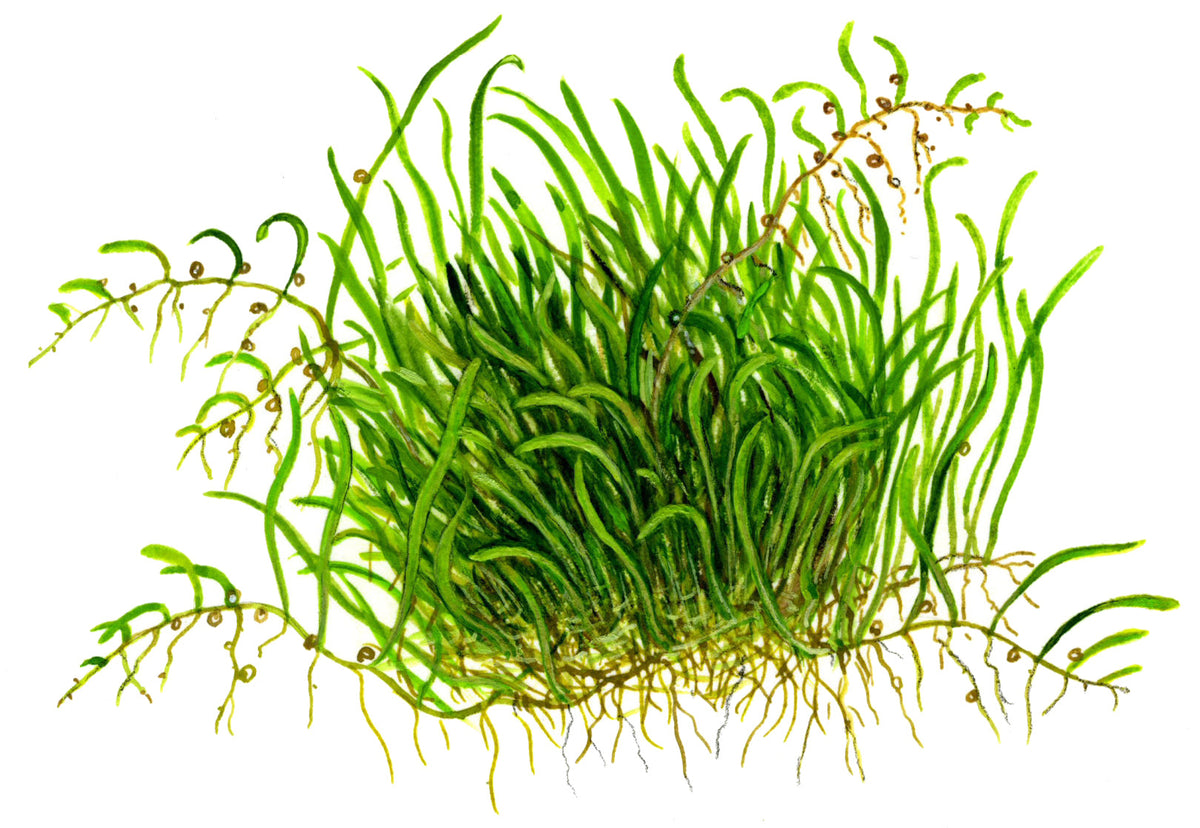 Utricularia graminifolia