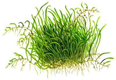 Utricularia graminifolia