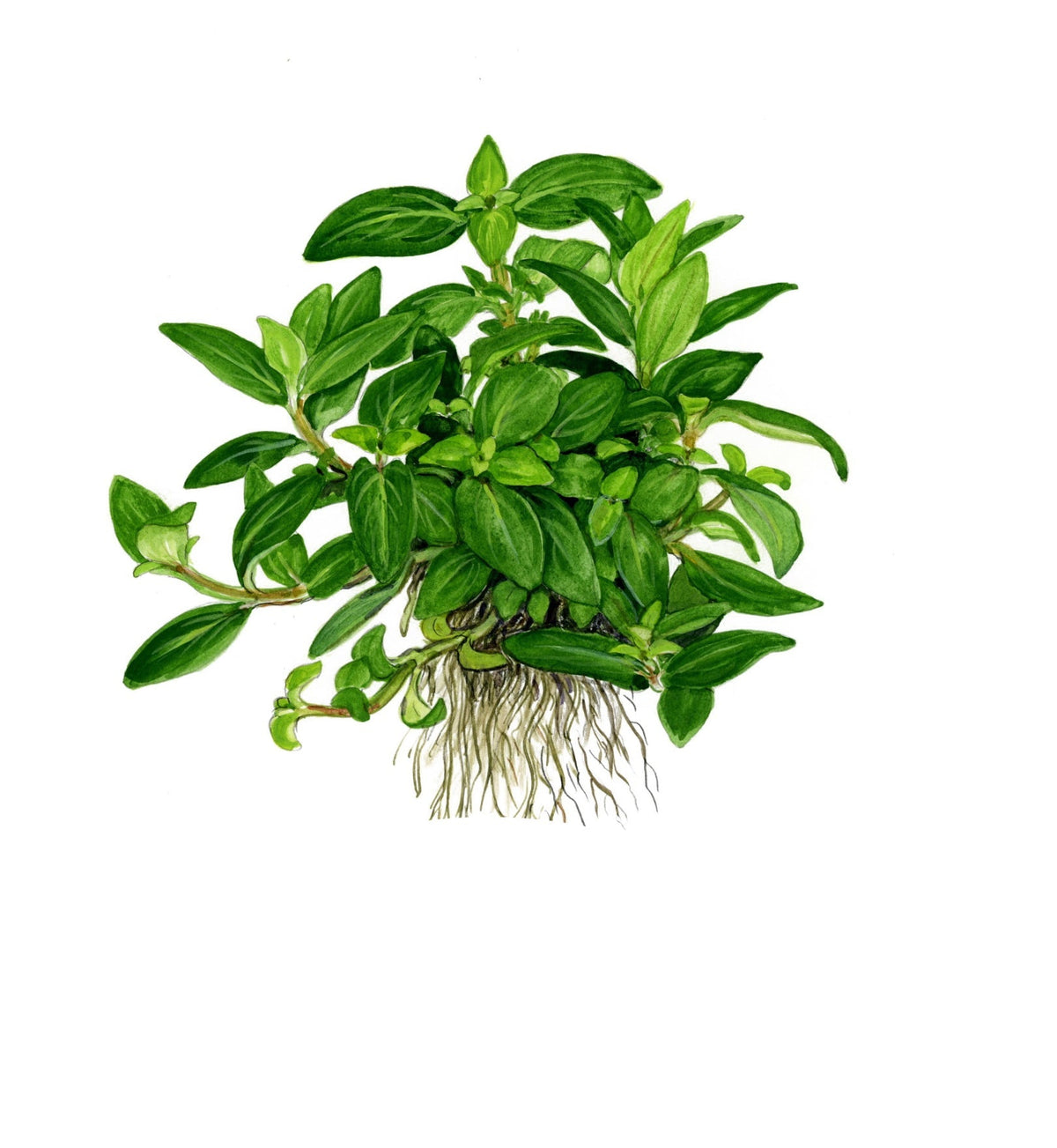 Staurogyne repens