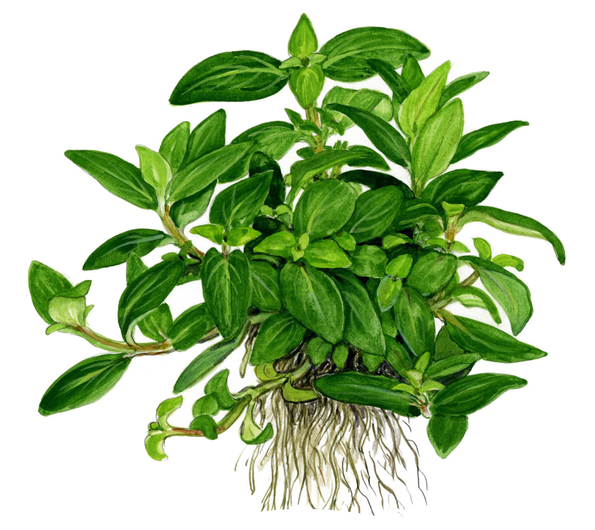 Staurogyne repens
