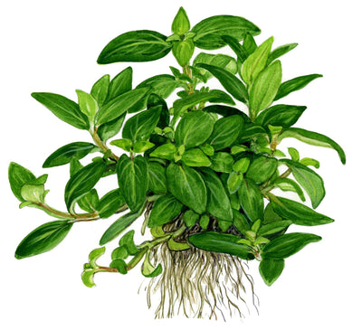 Staurogyne repens