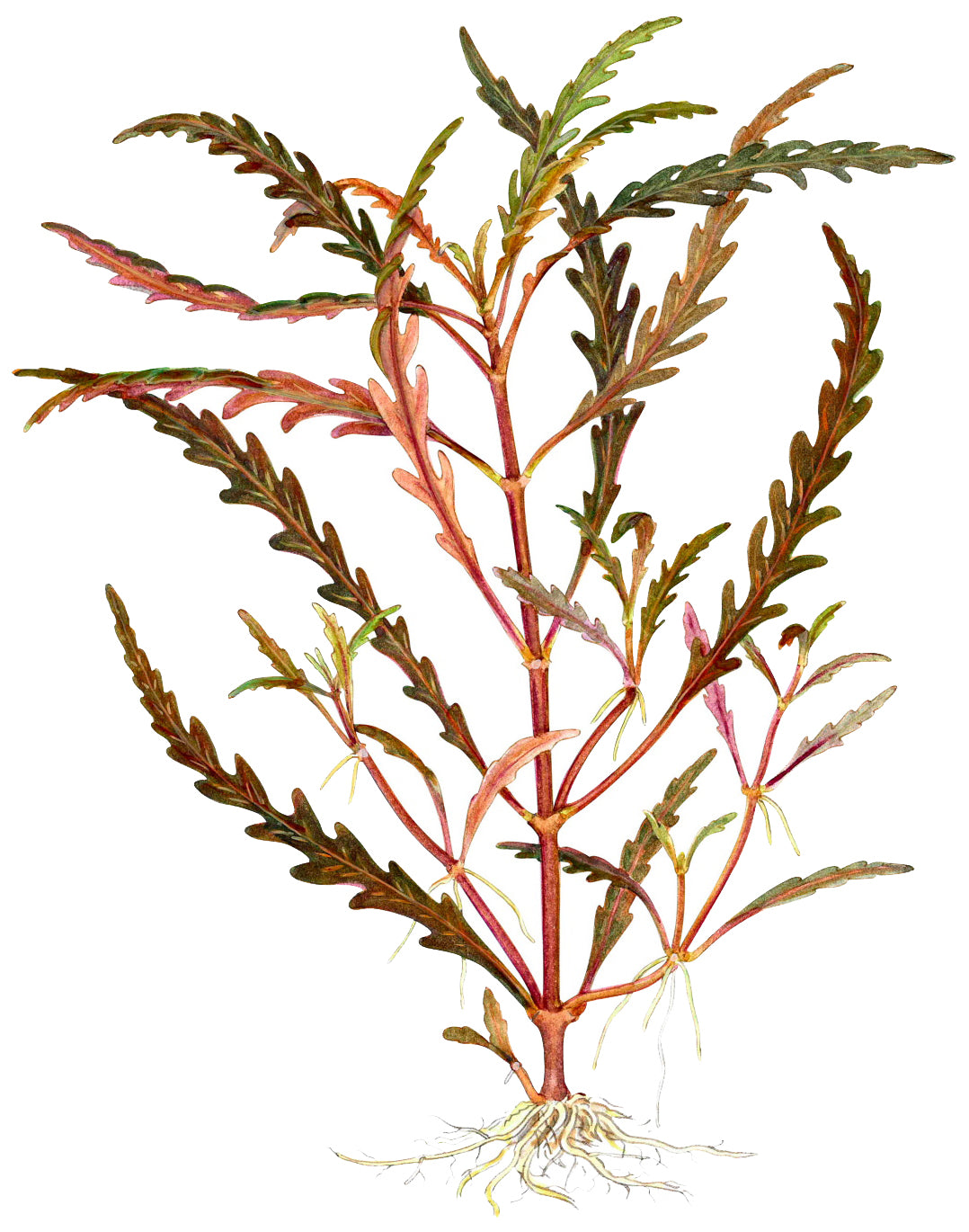 Hygrophila pinnatifida