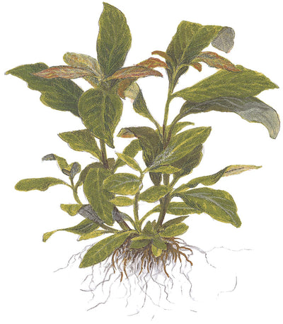 Hygrophila corymbosa 'Stricta'
