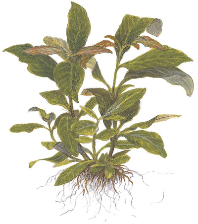 Hygrophila corymbosa 'Stricta'