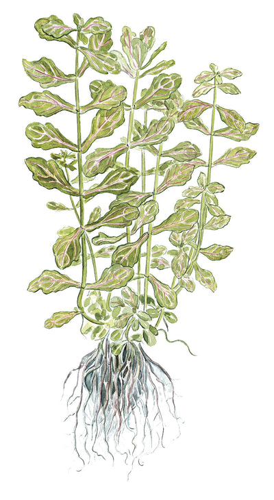 Shinnersia rivularis 'Weiss-Grün'