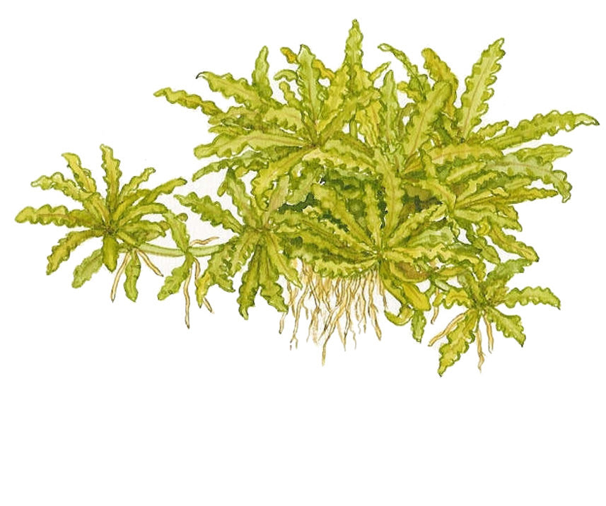 Pogostemon helferi