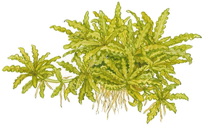 Pogostemon helferi