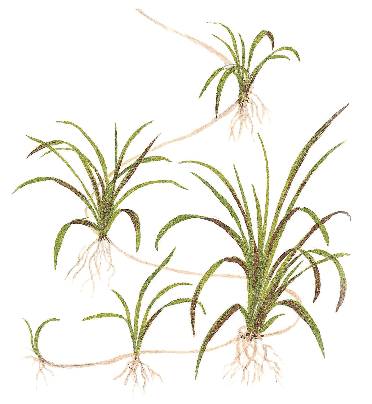 Helanthium tenellum 'Green'