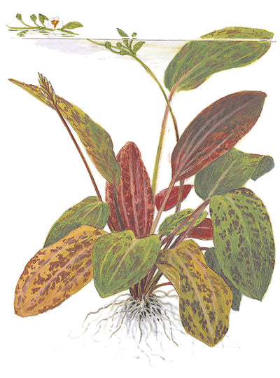 Echinodorus 'Ozelot'