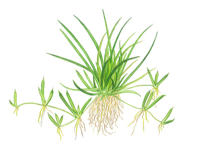 Littorella uniflora