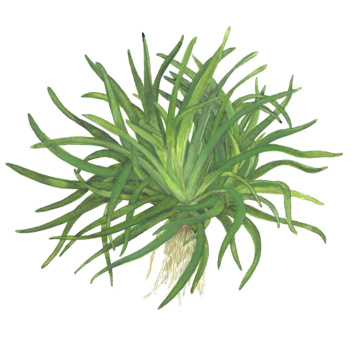 Eriocaulon sp. 'Vietnam'