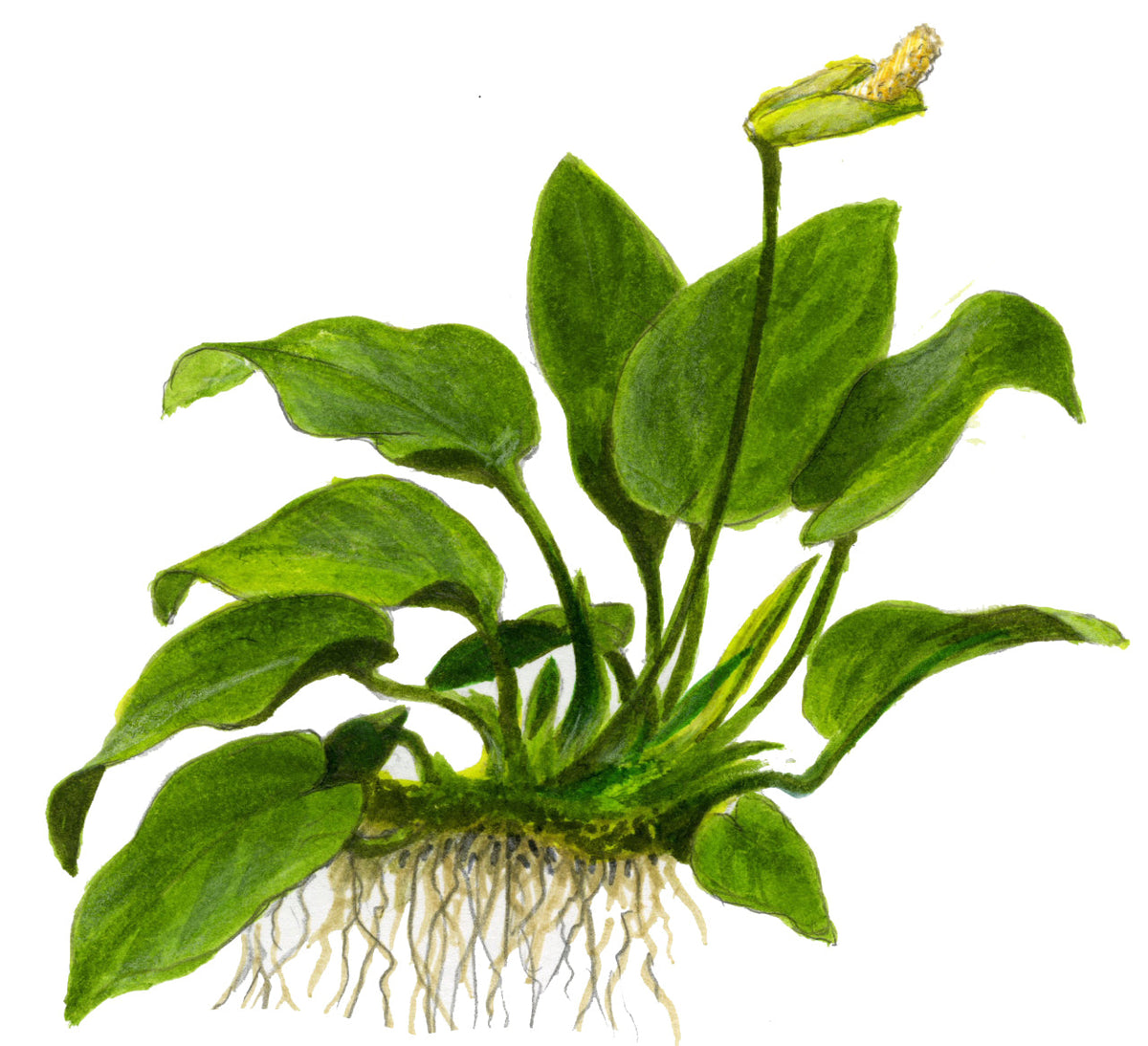 Anubias barteri nana