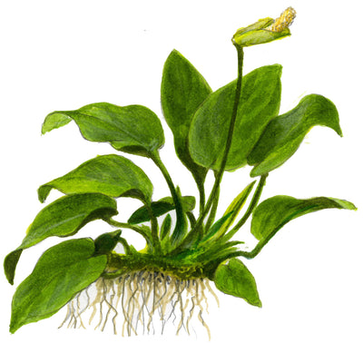 Anubias barteri nana