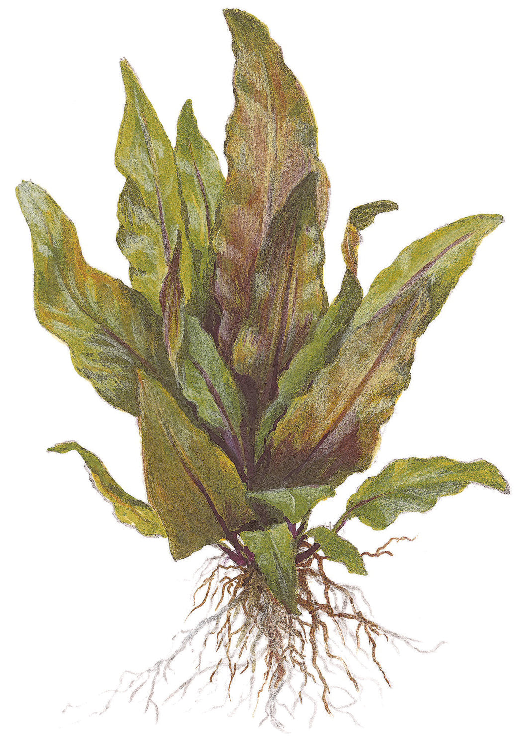Cryptocoryne undulata 'Broad Leaf'