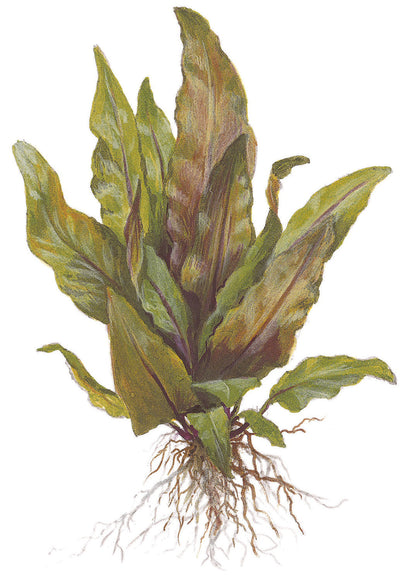 Cryptocoryne undulata 'Broad Leaf'