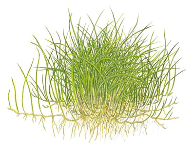 Eleocharis pusilla 'Mini'