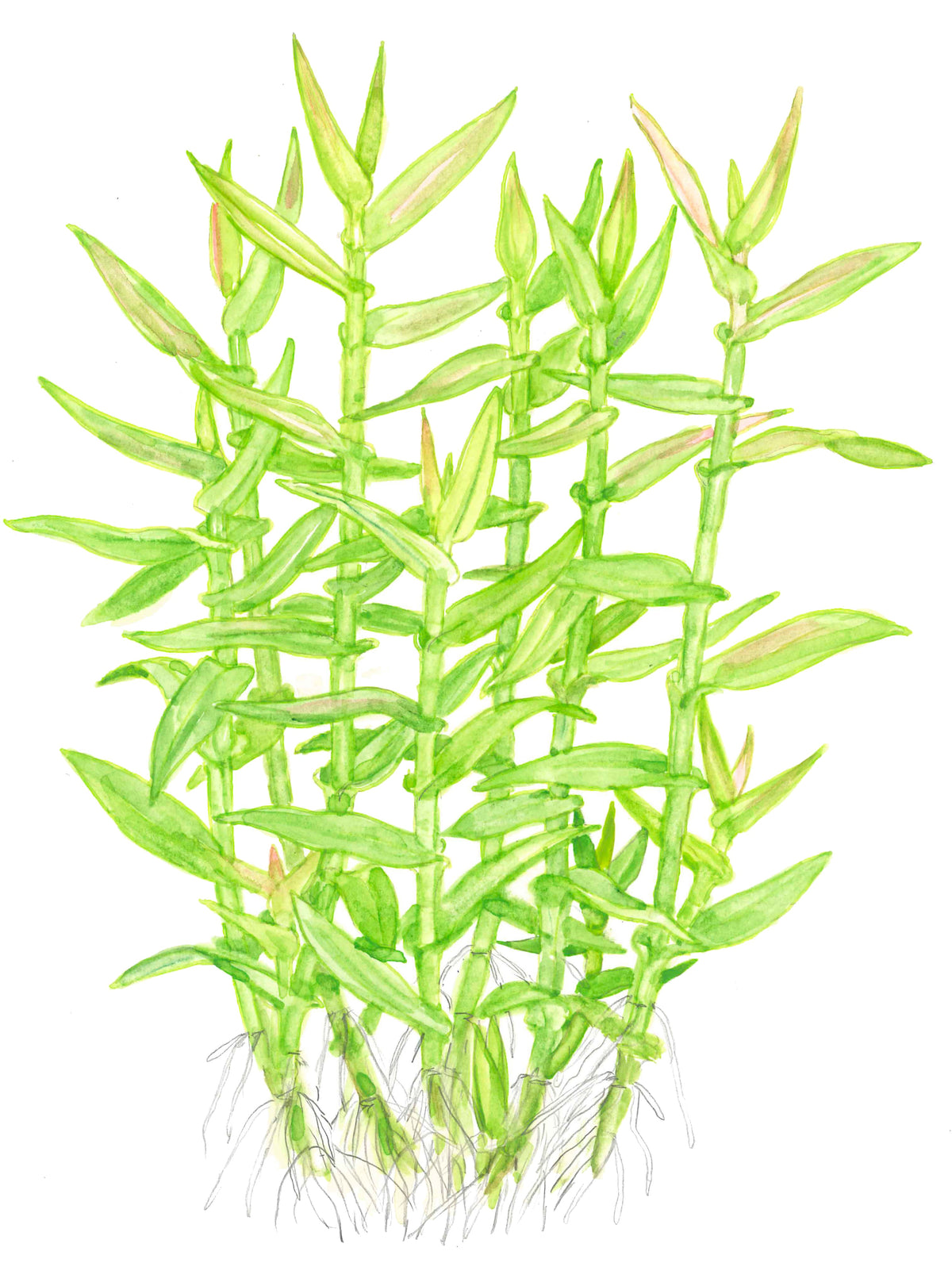 Murdannia keisak