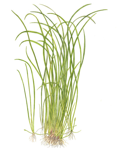 Sagittaria subulata 'Needle Leaf'