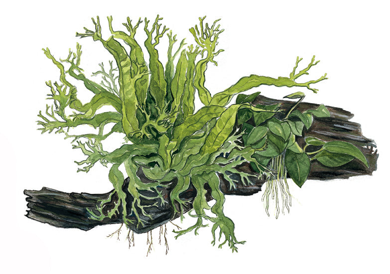 Microsorum sp.