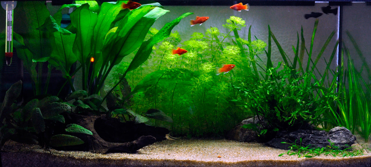 Layout 1 (54 L)