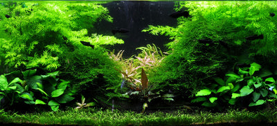 Layout 2 (128 L)