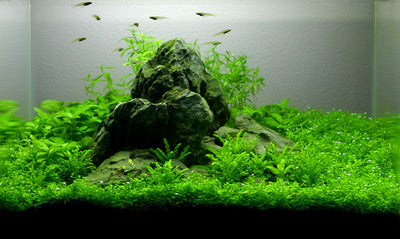 Layout 5 (12 L)