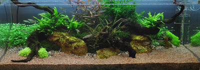 Layout 7 (270 L)