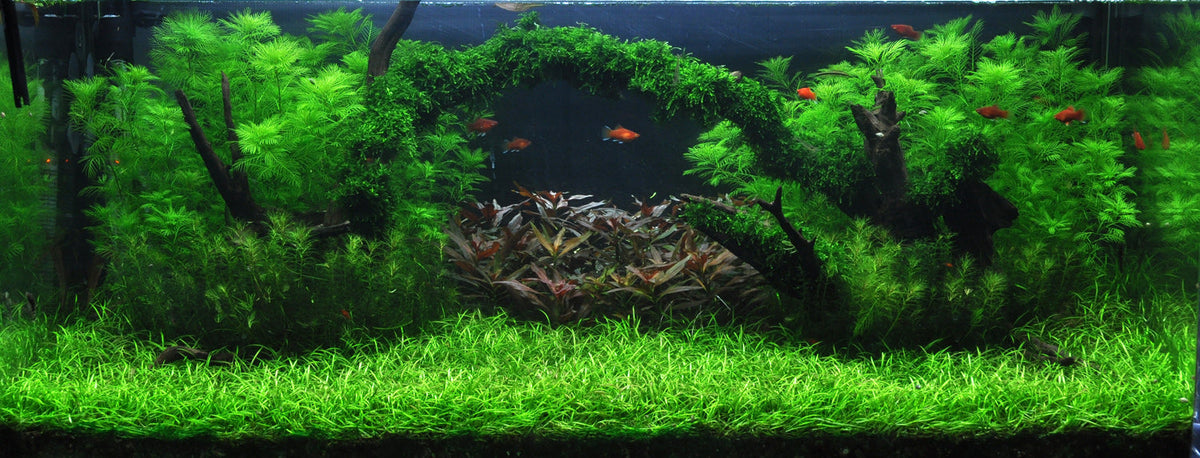 Layout 8 (225 L)