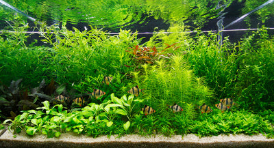 Layout 22 (160 L)