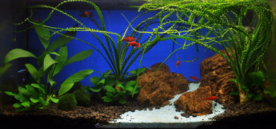 Layout 24 (54 L)