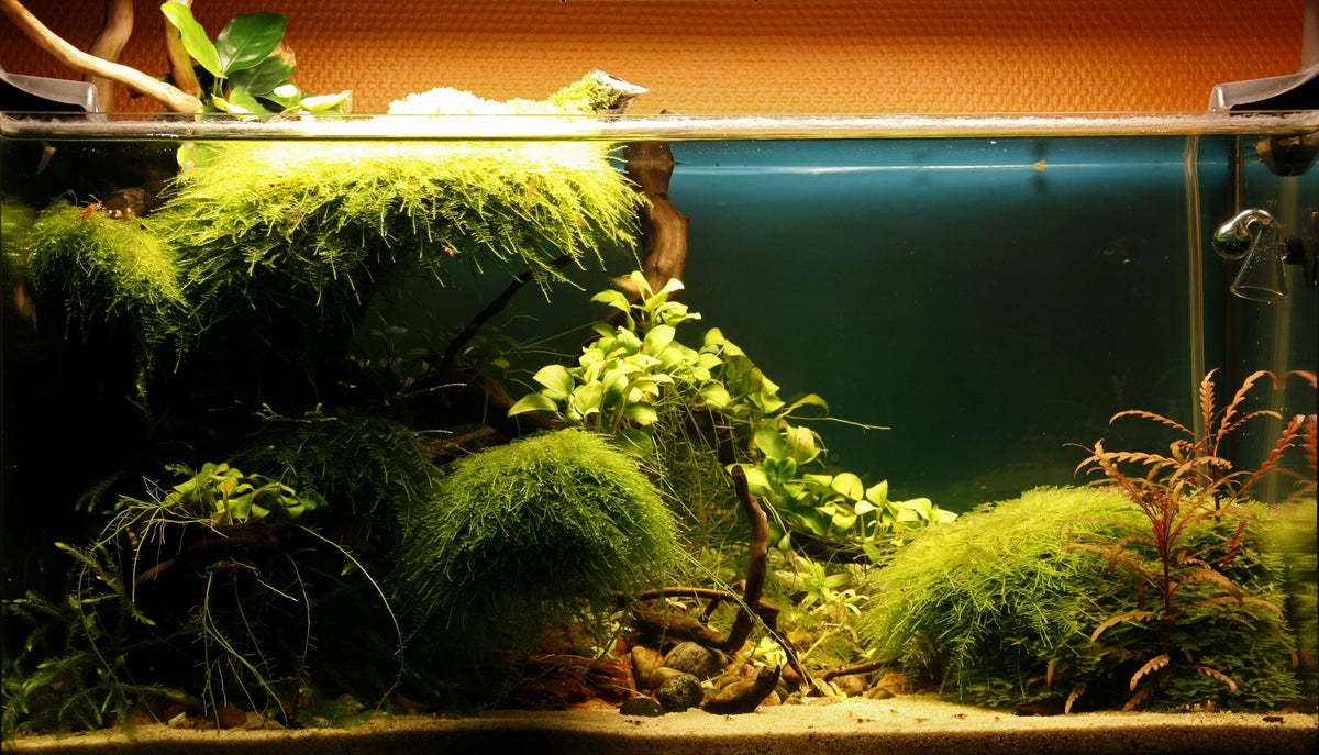 Layout 28 (54 L)