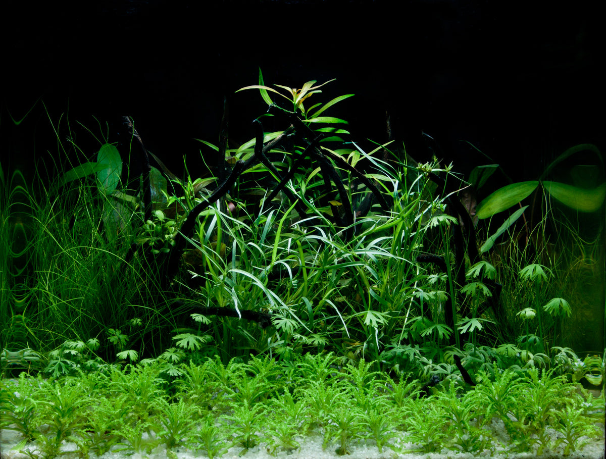 Layout 31 (48 L)