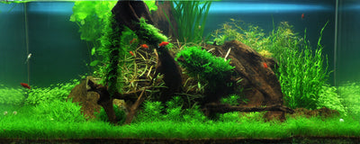 Layout 38 (225 L)