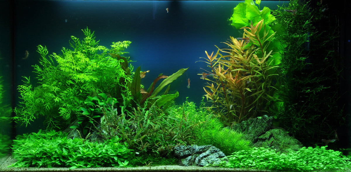 Layout 40 (125 L)