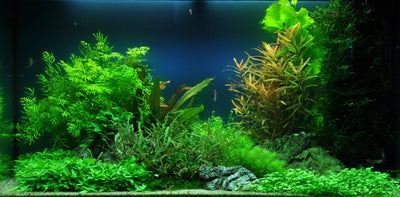 Layout 40 (125 L)