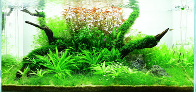 Layout 45 (180 L)