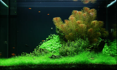 Layout 49 (100 L)