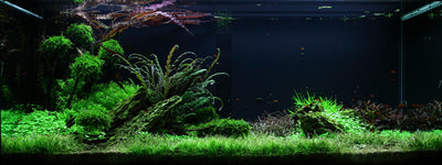 Layout 50 (300 L)