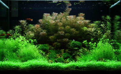 Layout 51 (100 L)