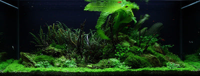Layout 52 (300 L)
