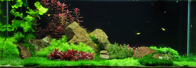 Layout 54 (270 L)