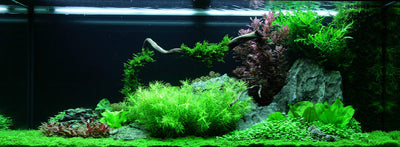 Layout 62 (240 L)